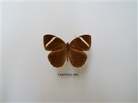 藏品(玉帶黛眼蝶)的圖片